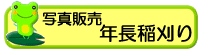 年長稲刈り 写真